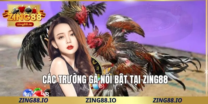 Các trường gà nổi bật tại Zing88